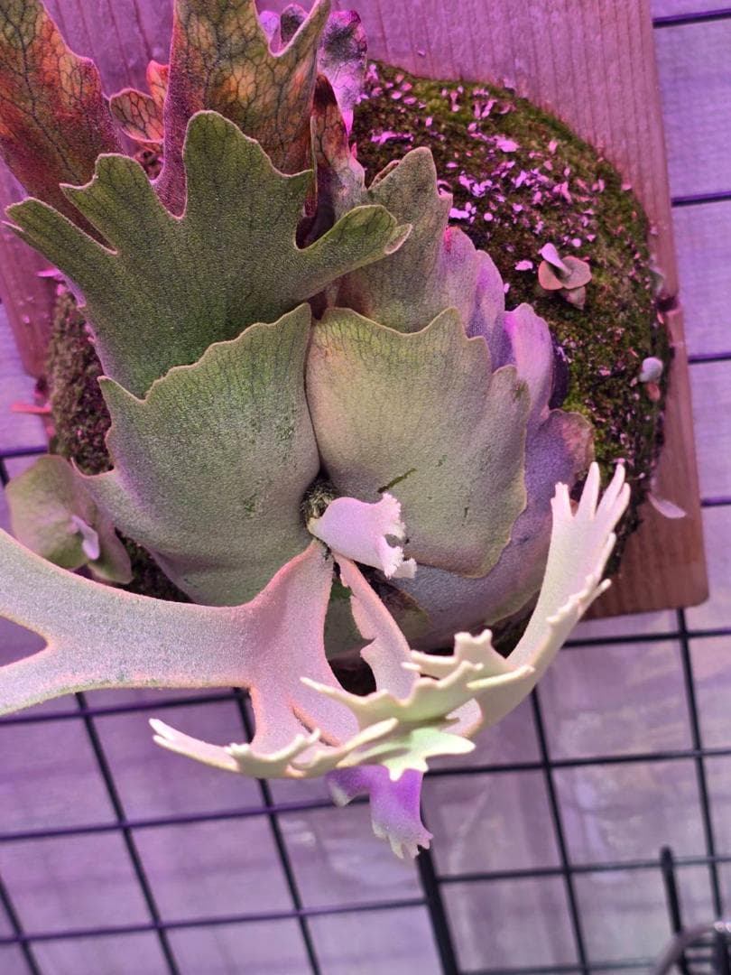 ビカクシダ P. willinckii 'nano' pup OC