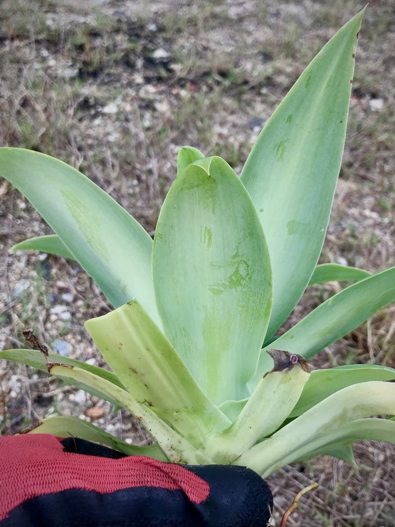 シ*ン様 アガベ アテナータ バリエガータ トリカラー(中縞斑) 微斑