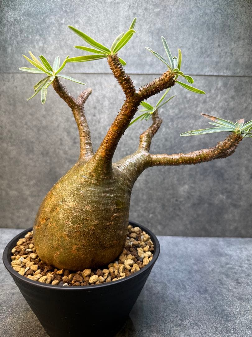 パキポディウム グラキリス 現地球 発根済み 現21 - メルカリ