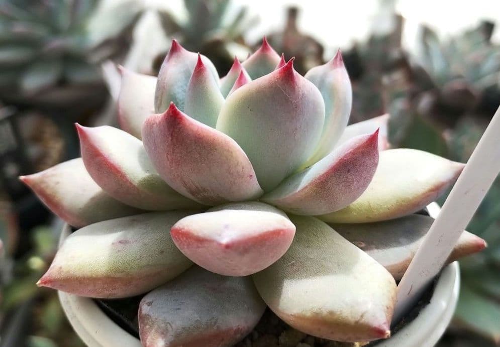 多肉198　バニラココ（F2）beehouse苗.自家受粉　札付き　ポットで