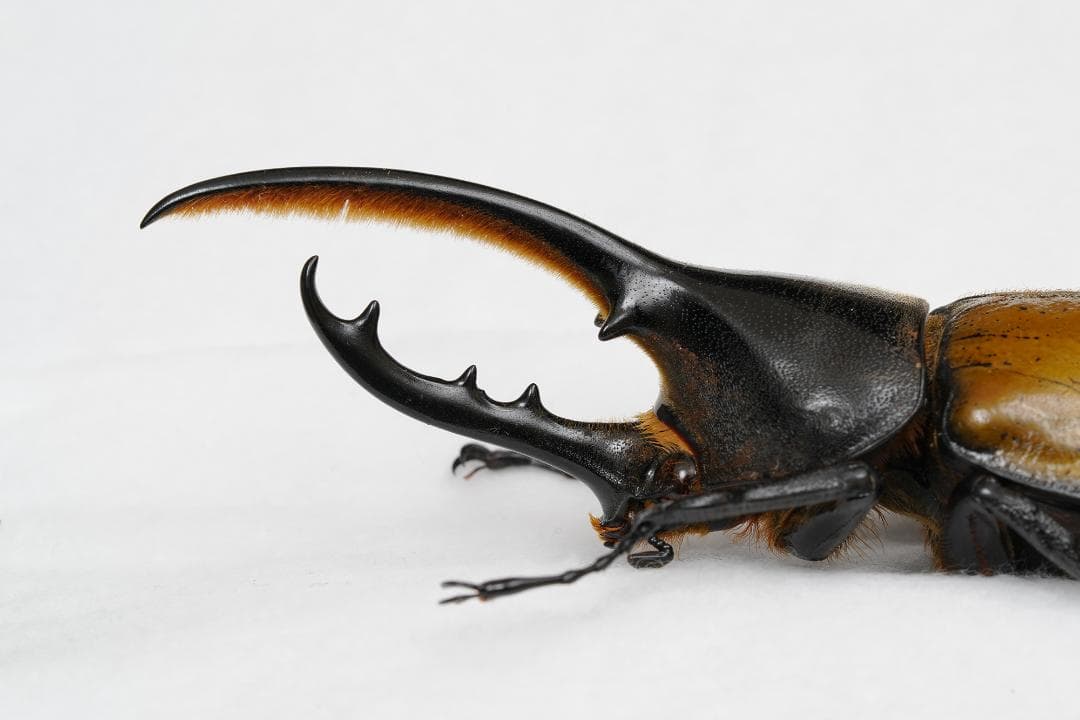 ヘラクレス・エクアトリアヌス ♂ 野外標本 新 モデル