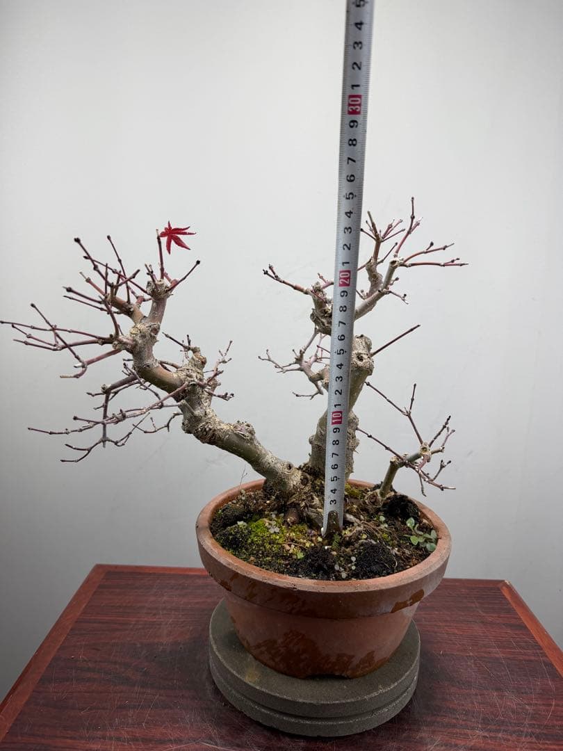 ガチ盆栽】実生清玄 セイゲン もみじ 品種保証 - メルカリ