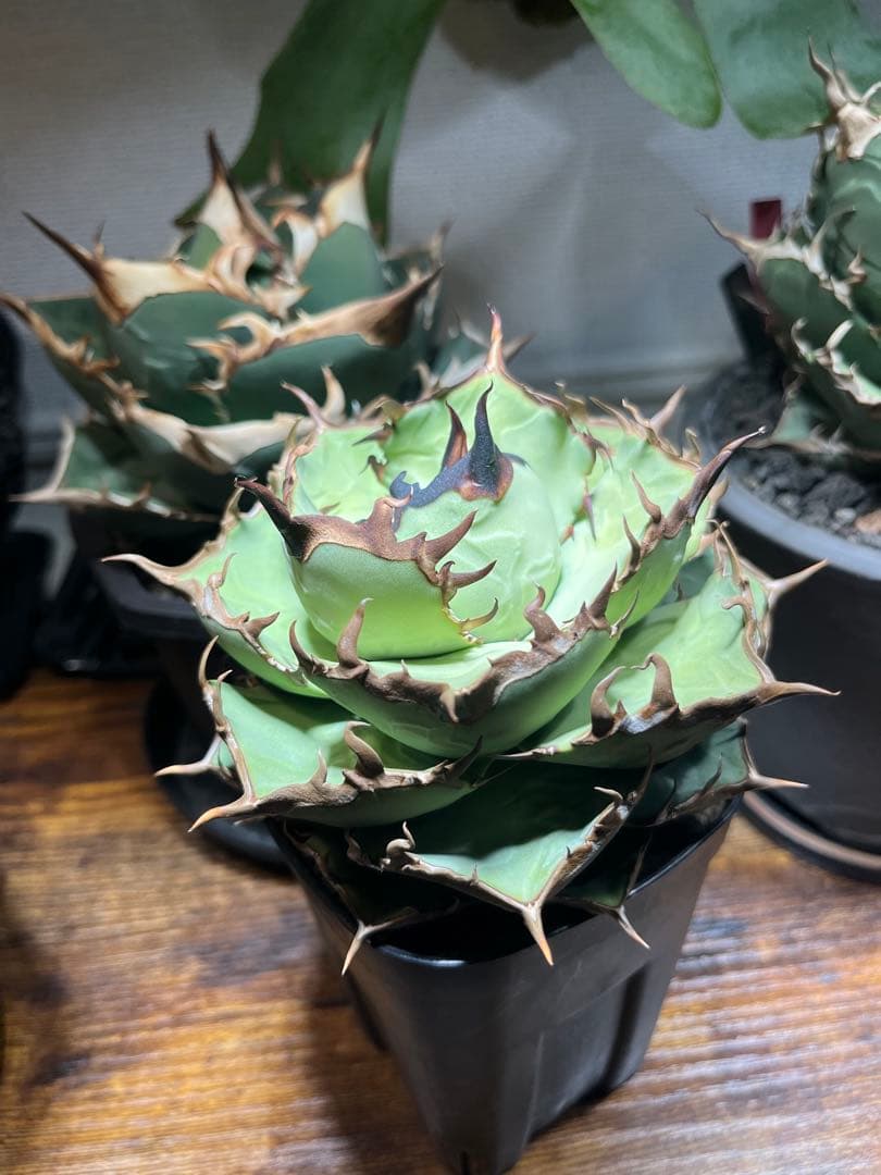 現品】アガベ チタノタ 黒犀牛 大株 - メルカリ