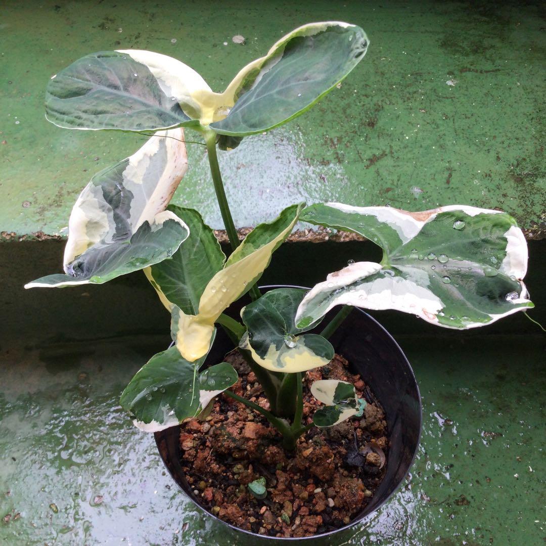 レア 斑入り アロカシア キサントソーマ - メルカリ