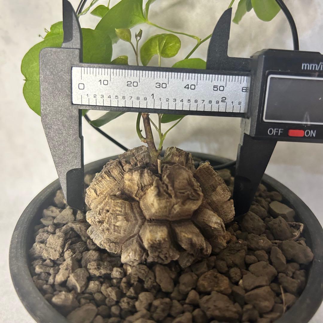 亀甲竜 (鉢入り) 5.5cm越え バキボコ割れ ディオスコレア　塊根植物