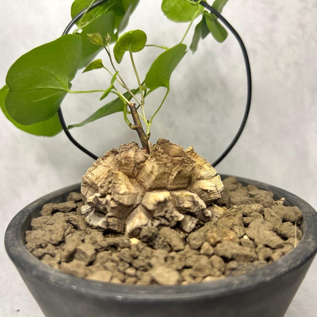 亀甲竜 (鉢入り) 5.5cm越え バキボコ割れ ディオスコレア　塊根植物