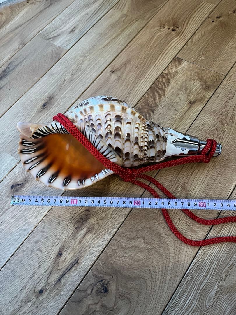 修験道法螺貝 赤紐付き ほら貝 ホラガイ