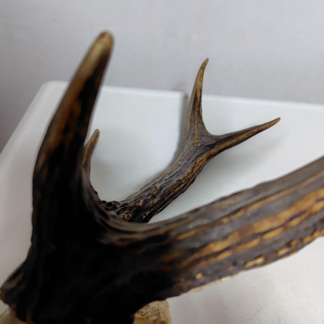 鹿の角、本物です。ディスプレイにお勧めです。