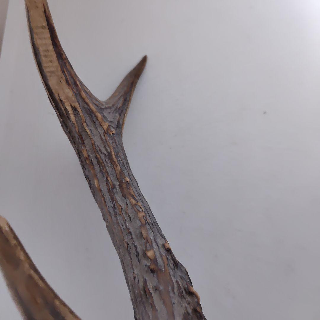 鹿の角、本物です。ディスプレイにお勧めです。