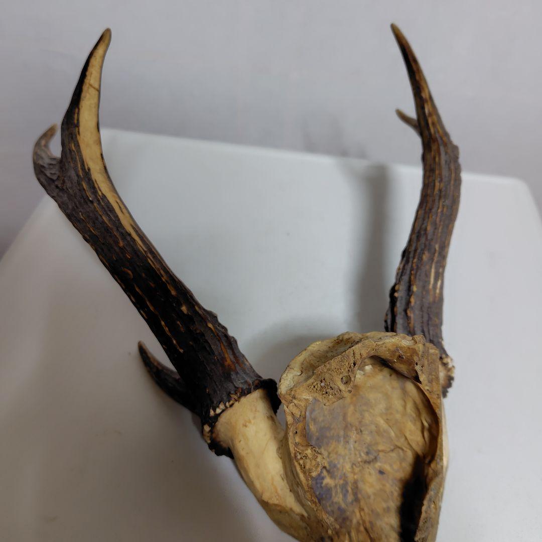 鹿の角、本物です。ディスプレイにお勧めです。