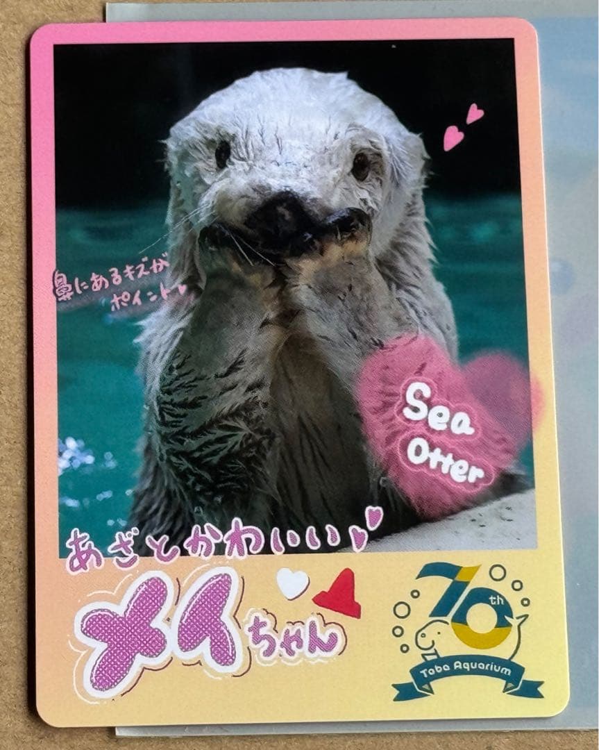 鳥羽水族館 コレクションカード ラッコ メイちゃん とレカ コレカ