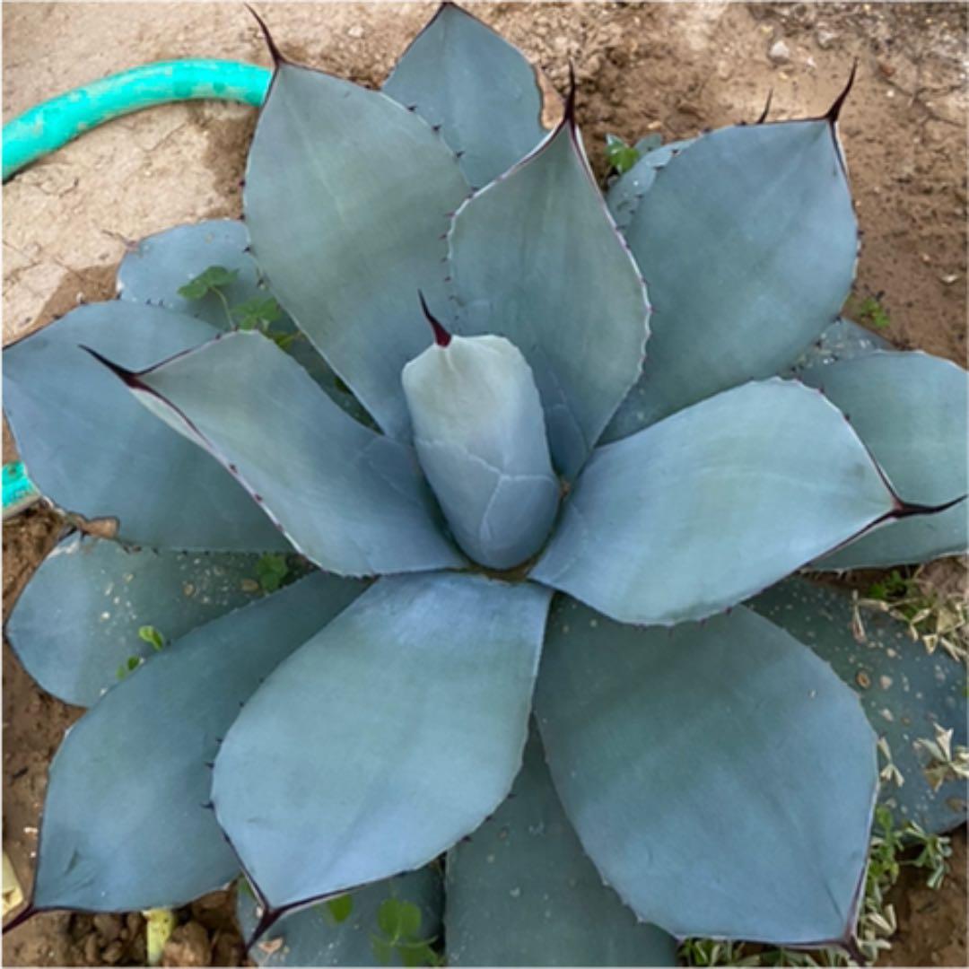 アガベ　パリートランカータ“ハンチントン”優良カキコ　抜き苗発送送料込み