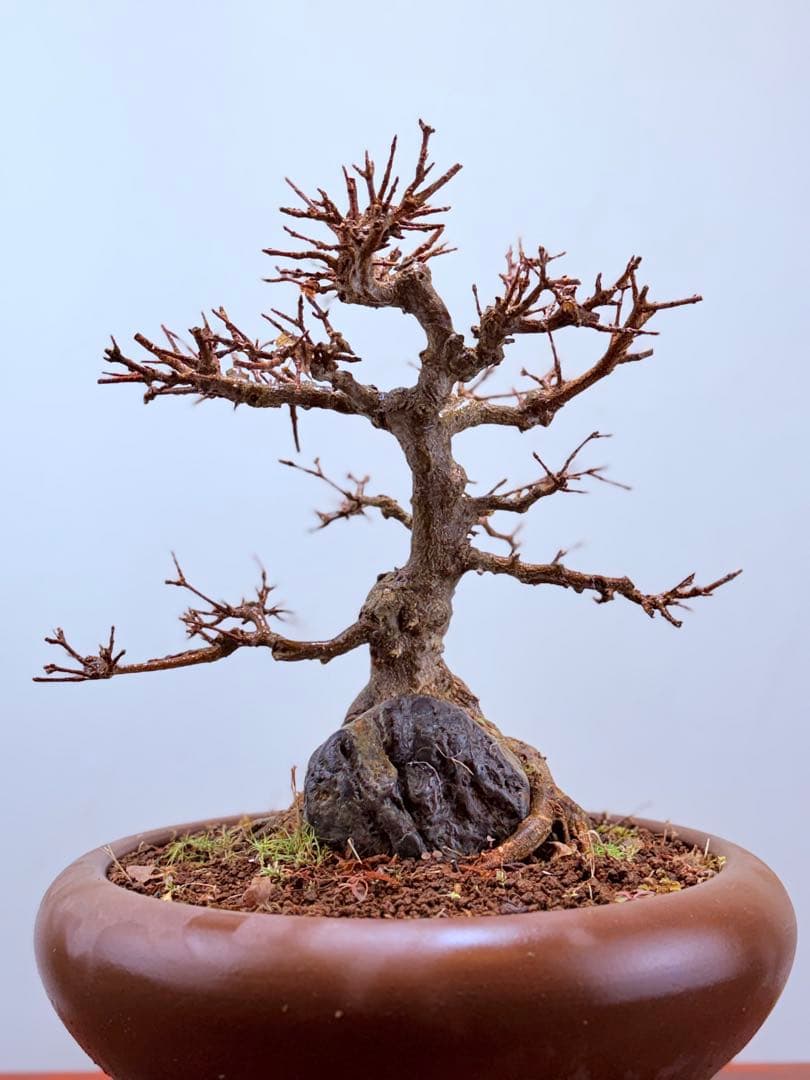 【ガチ盆栽】石付き楓　カエデ　持ち込み古