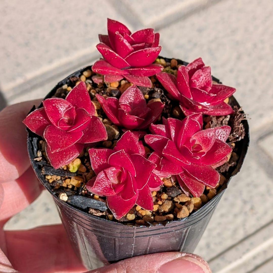 多肉植物【紅葉まつり】抜き苗・カット苗 - メルカリ