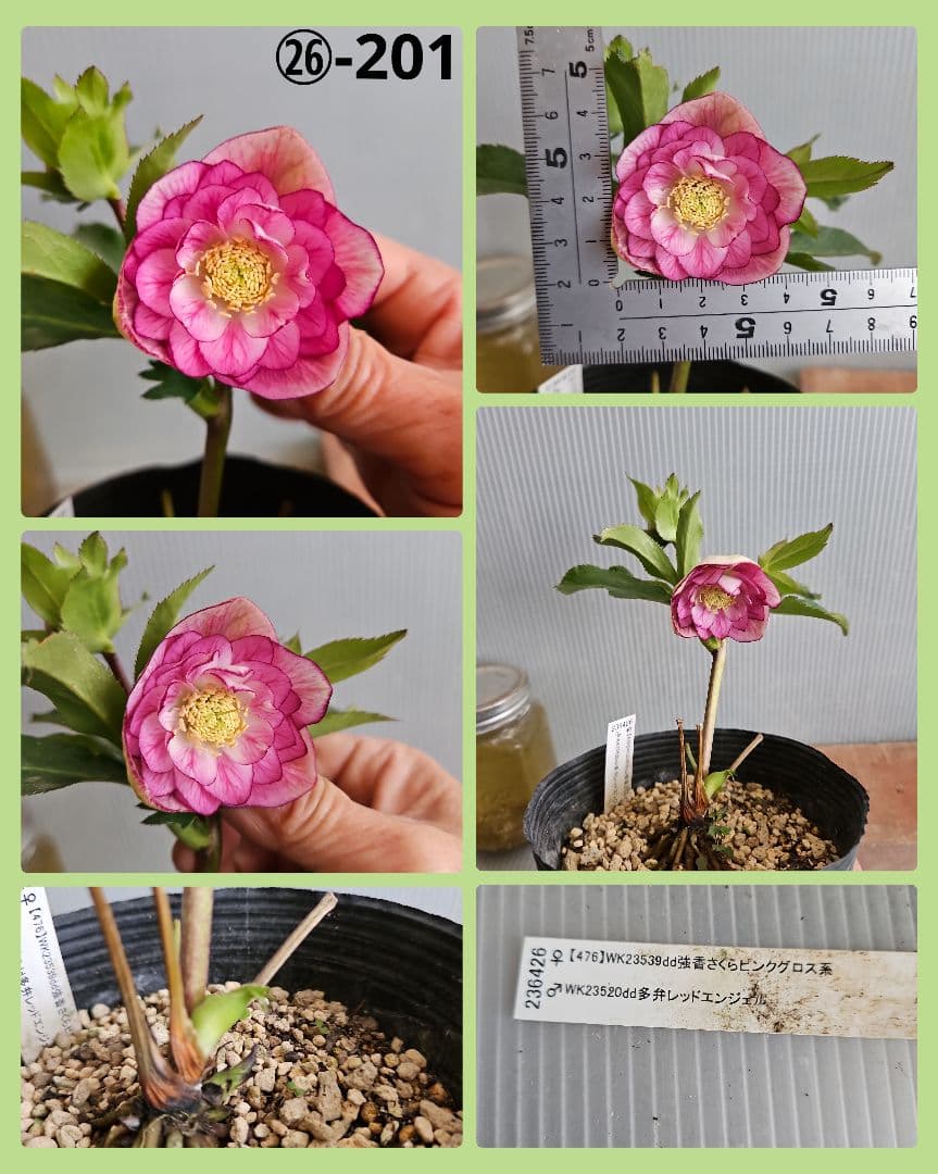 sunshine様ご購入苗㉖-142㉖-189㉖-201クリスマスローズ