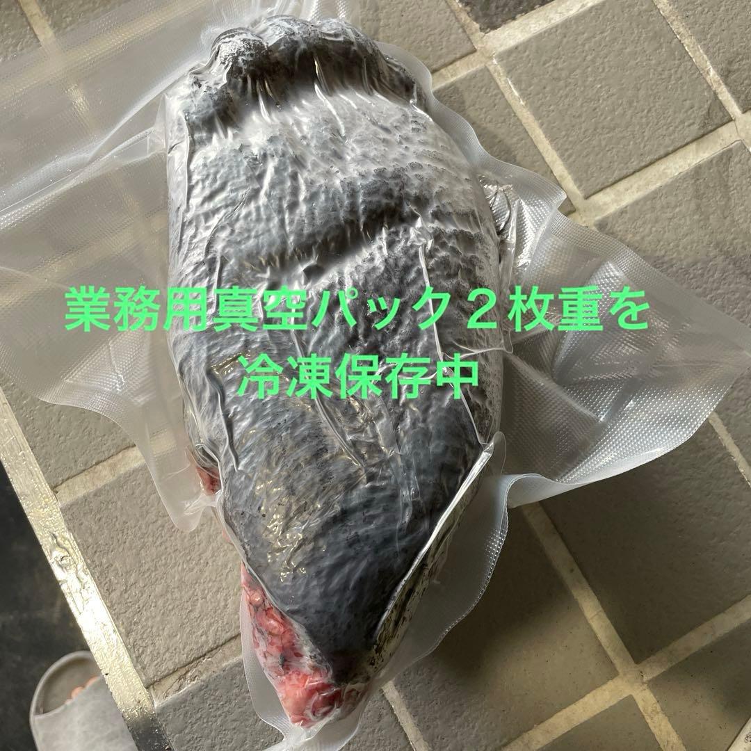 ヒグマ後ろ足、オス、幅14cm、長さ32cm冷凍品（クール便発送） 趣味