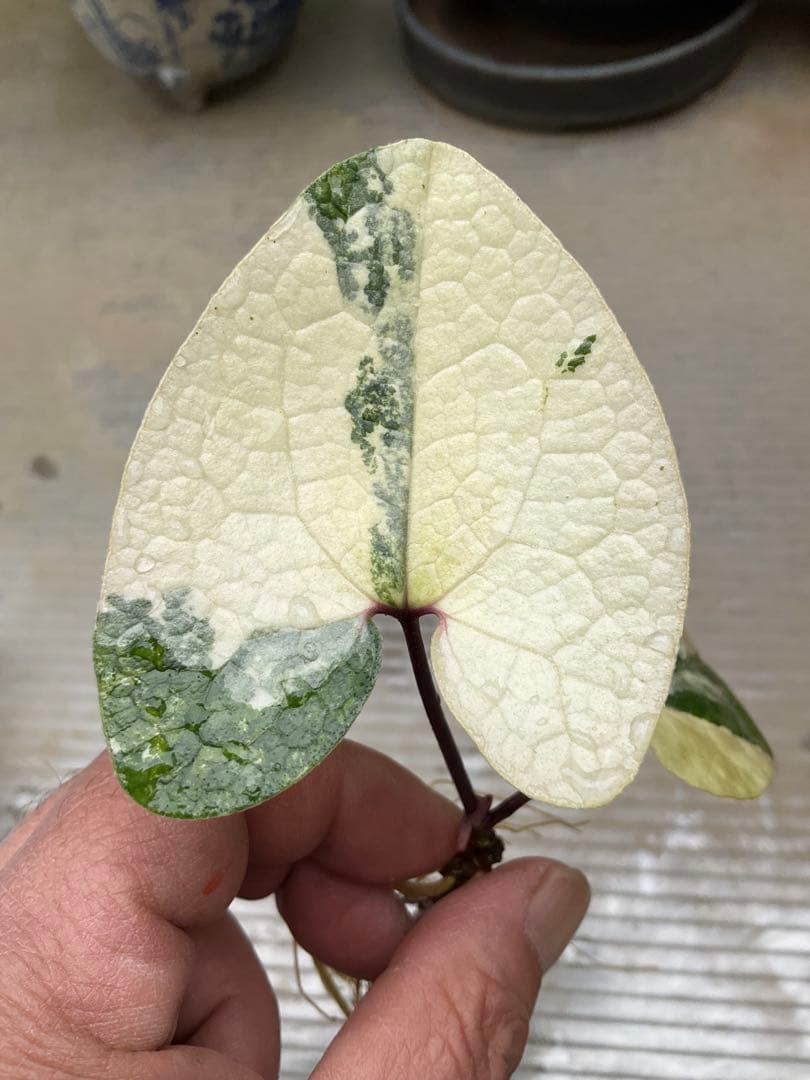 斑入り タマノカンアオイ 銘品「玄白」 カンアオイ - メルカリ