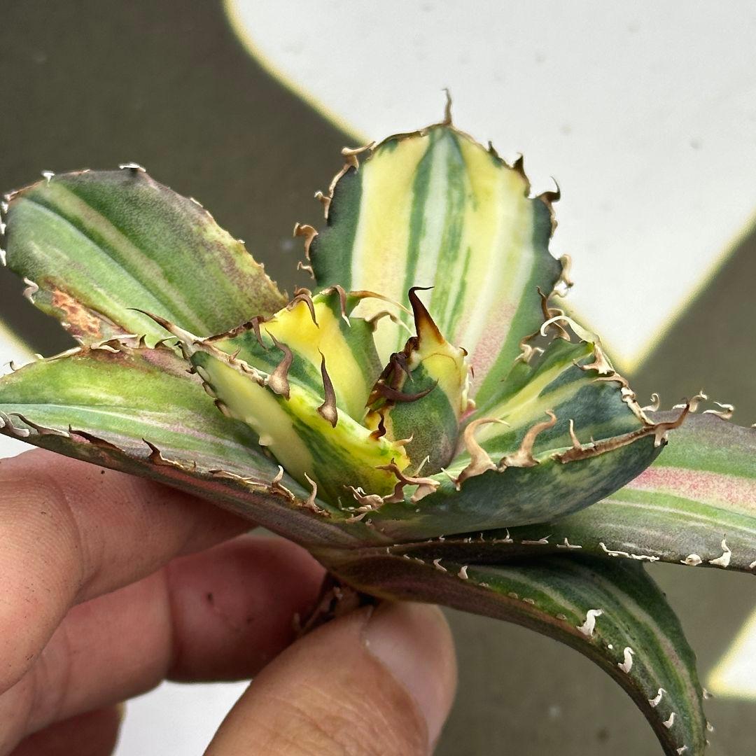 667【上澳園芸】 アガベ チタノタ 白鯨錦 縞斑錦 変異背刺