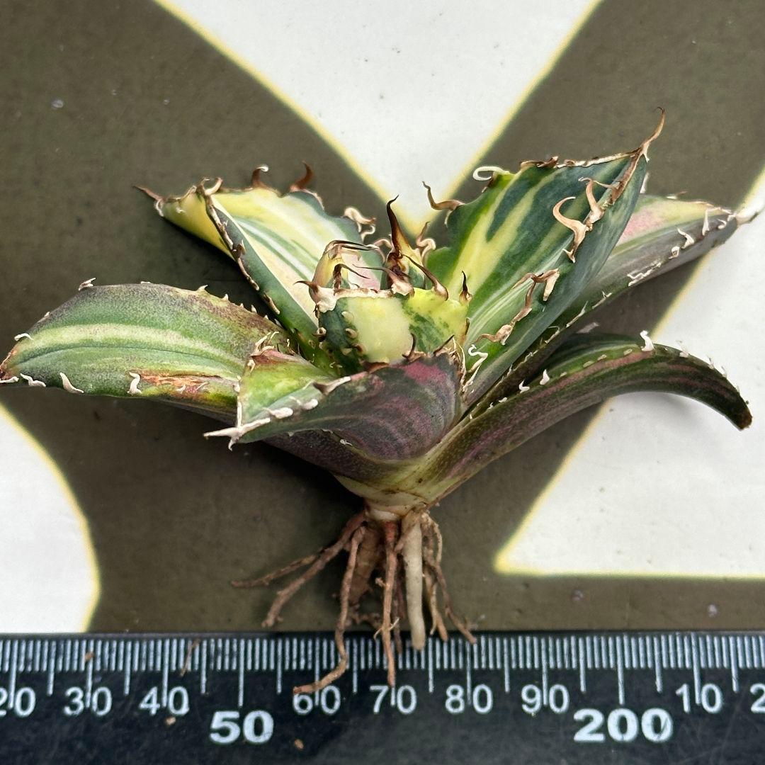 667【上澳園芸】 アガベ チタノタ 白鯨錦 縞斑錦 変異背刺