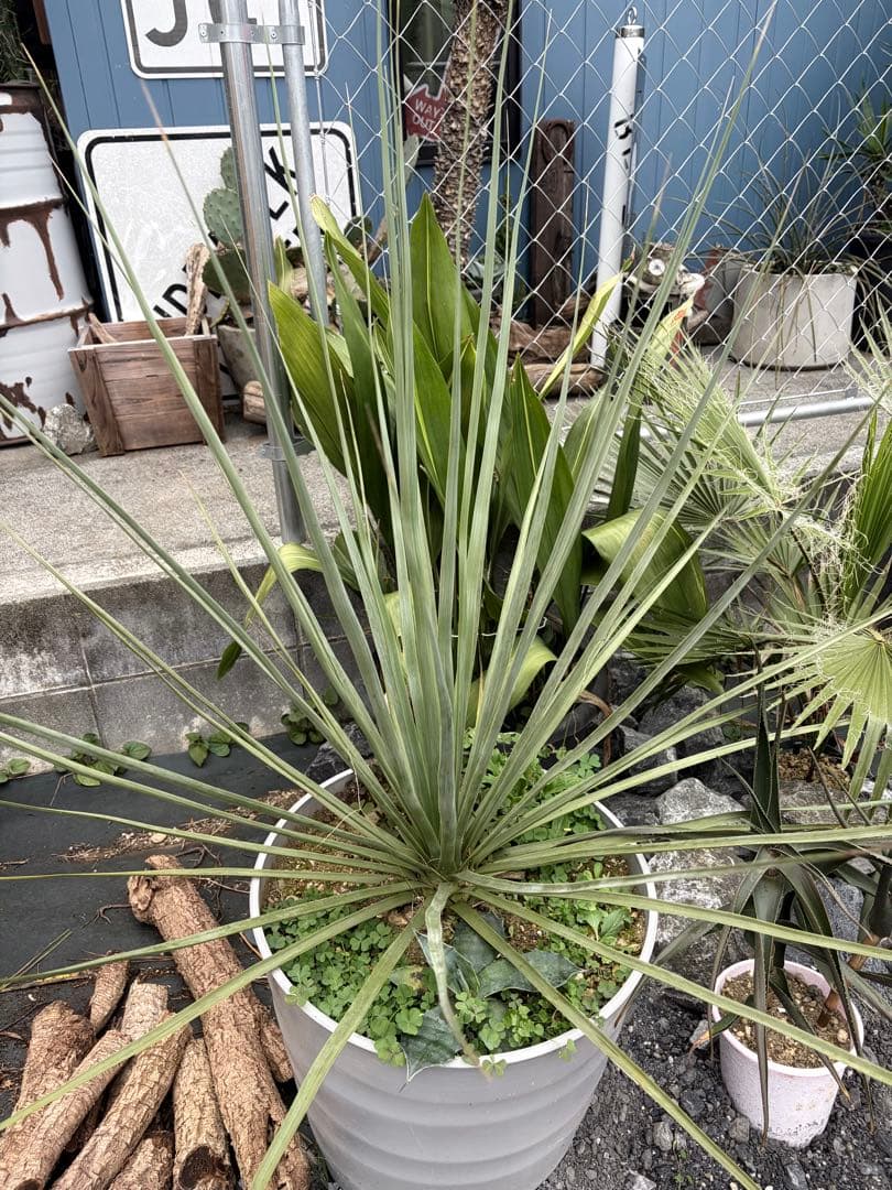 極耐寒性ノリナ ネルソニー◇ドライガーデン南国リゾート島アガベ