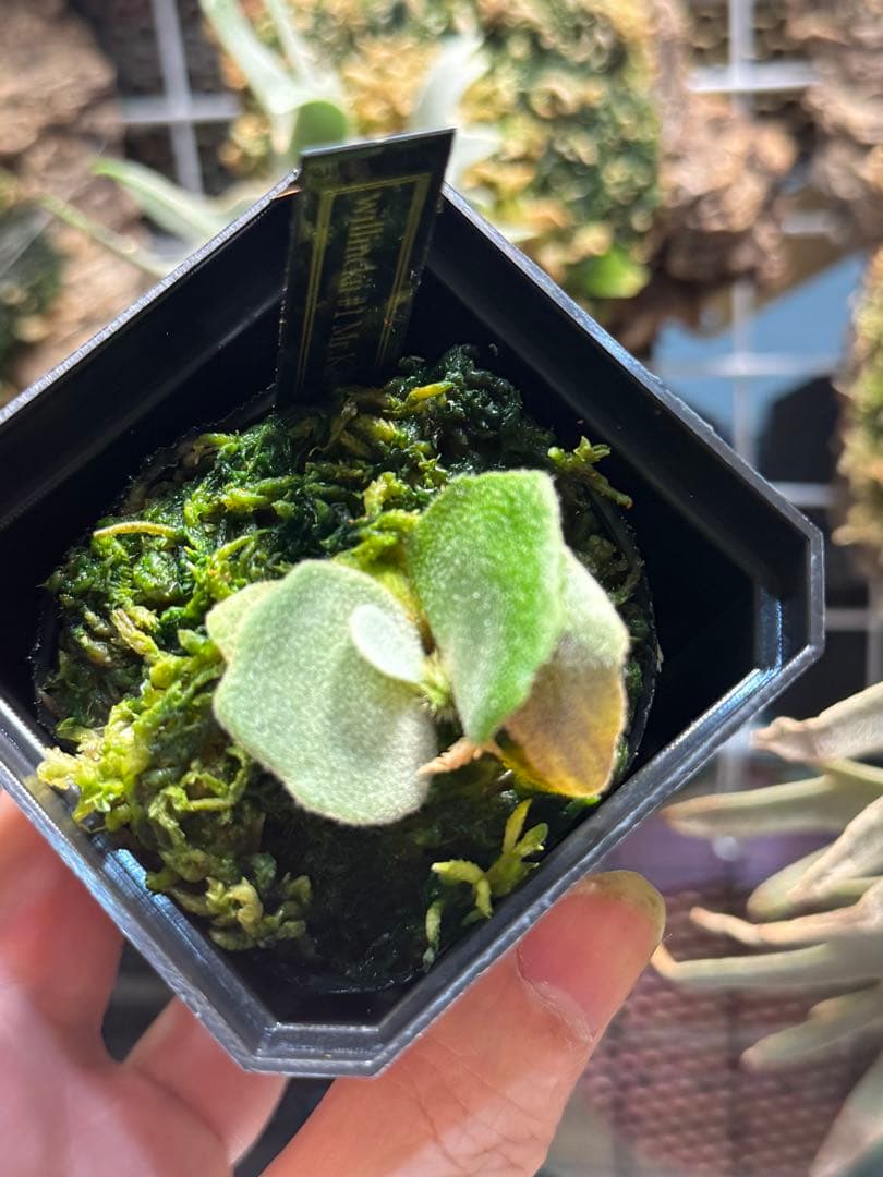 willinckii #1 Mr.kai ビカクシダ ① - メルカリ