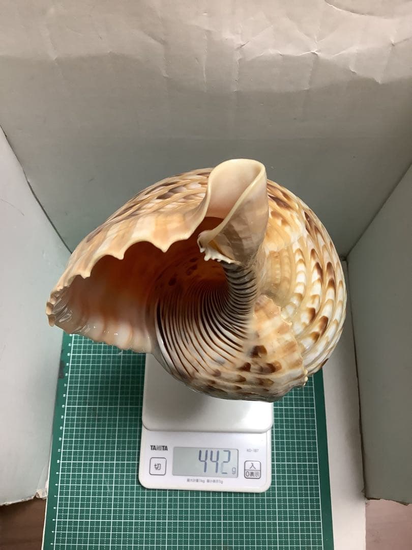 ヤフメリ57・法螺貝・山伏・修験者・金峯山・羽黒山・戦国武将・縁起物・熊除け笛