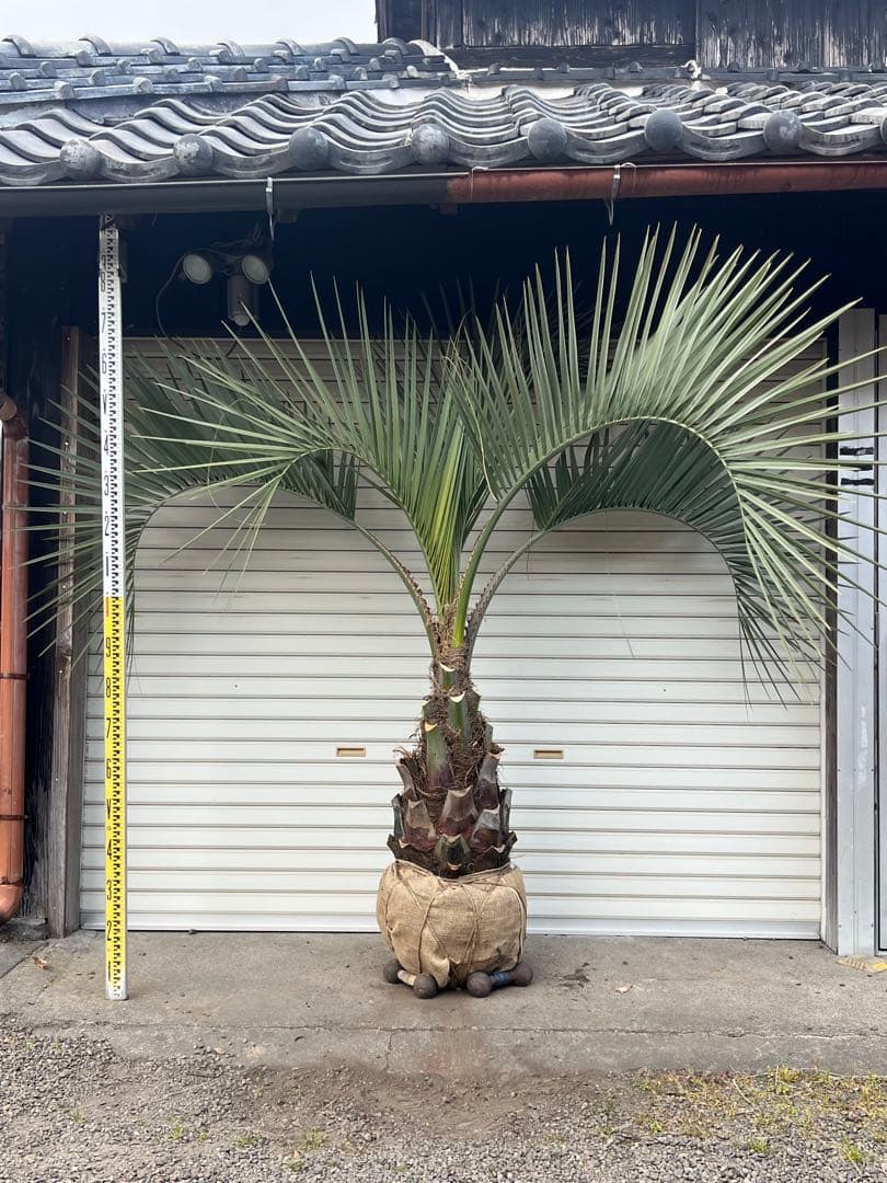 ココスヤシ 極太株 ドライガーデン カルフォルニアスタイル 送料込み