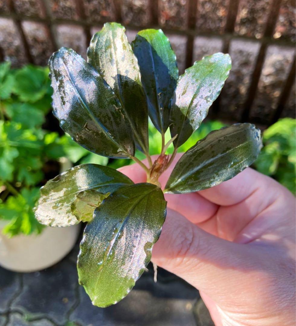 TB便】 ブセファランドラ sp. 