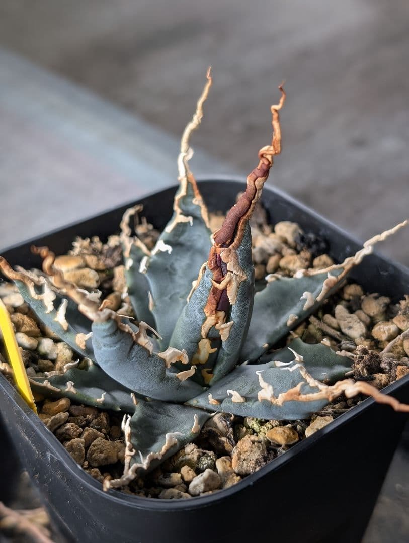 アガベ エボリスピナ 実生 陽炎 青葉 A3 鉢ごと