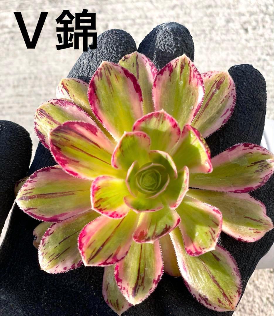 レア種❤️V錦❤️アエオニウム カット苗 多肉植物 - メルカリ
