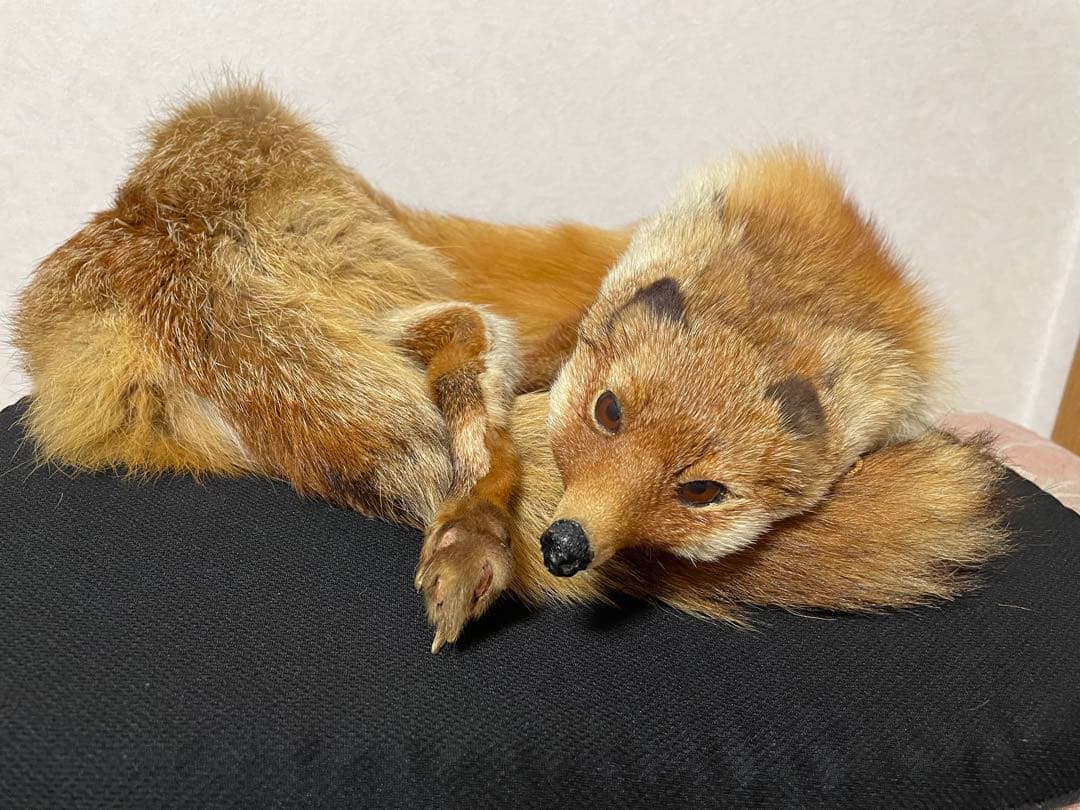 キツネの剥製マフラー - メルカリ