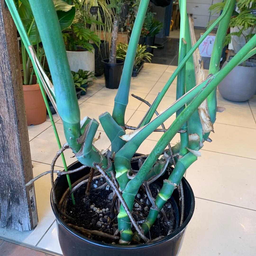 幹立ち モンステラ デリシオーサ 10号　特大