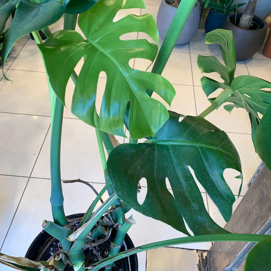 幹立ち モンステラ デリシオーサ 10号　特大