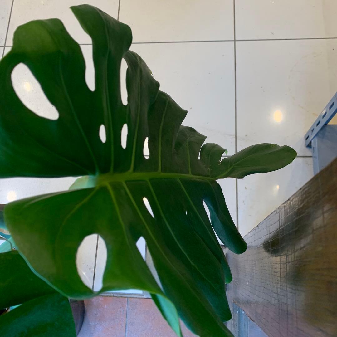 幹立ち モンステラ デリシオーサ 10号　特大