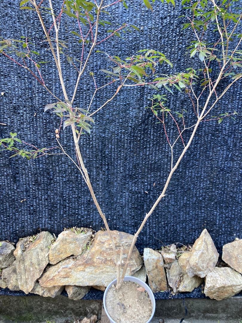 山採り　アセビ　馬酔木　約170センチ