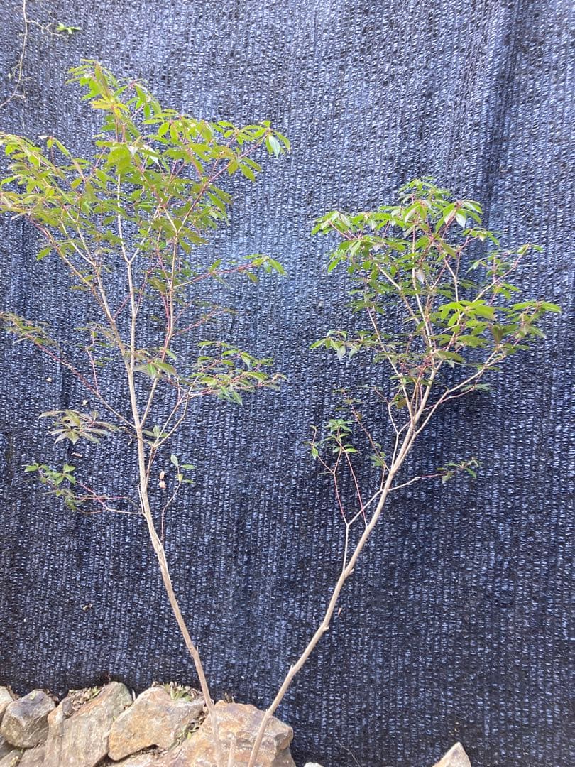 山採り　アセビ　馬酔木　約170センチ