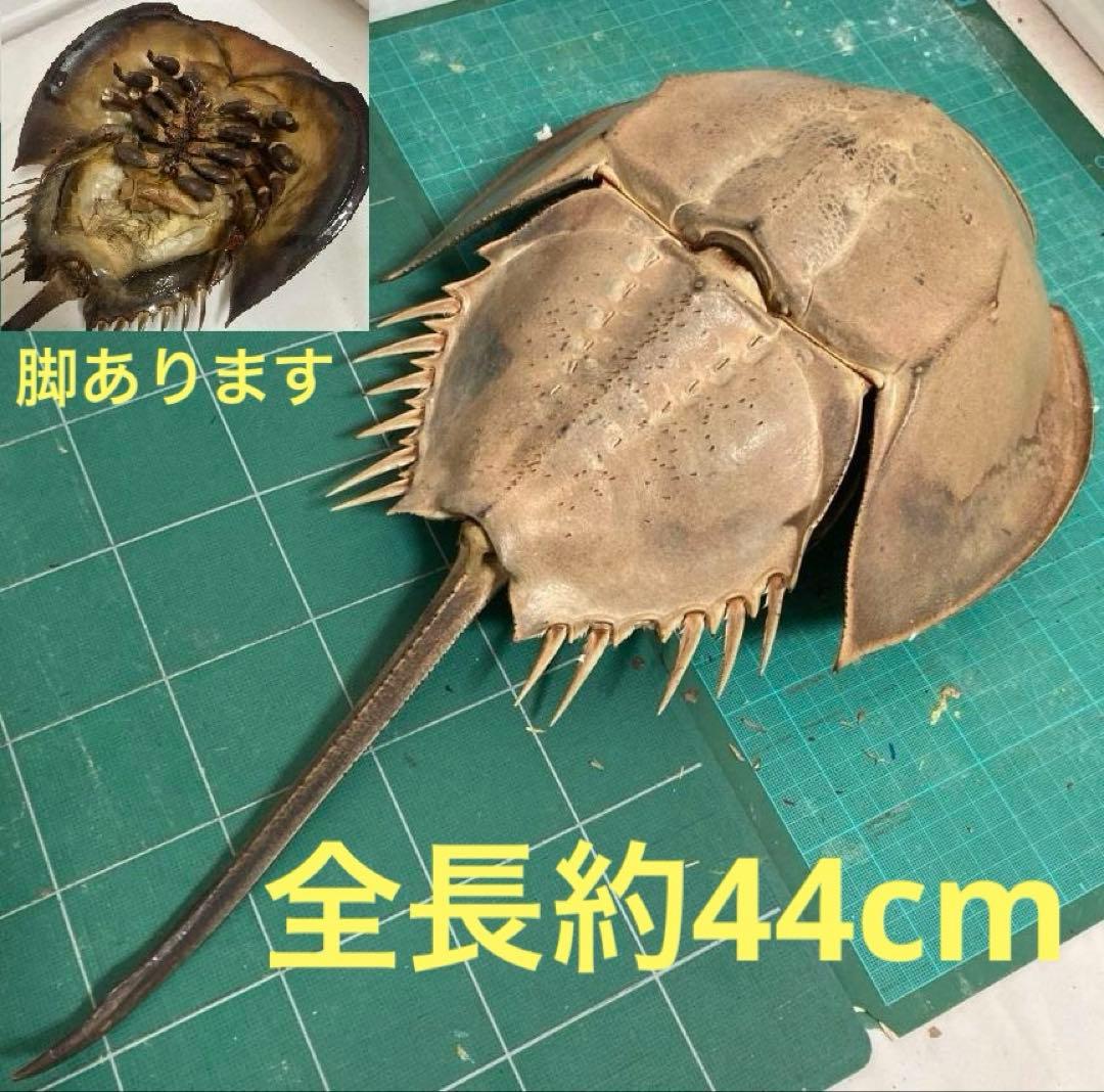 カブトガニの脱皮殻（脚あり） 標本用 インテリア置物に - メルカリ