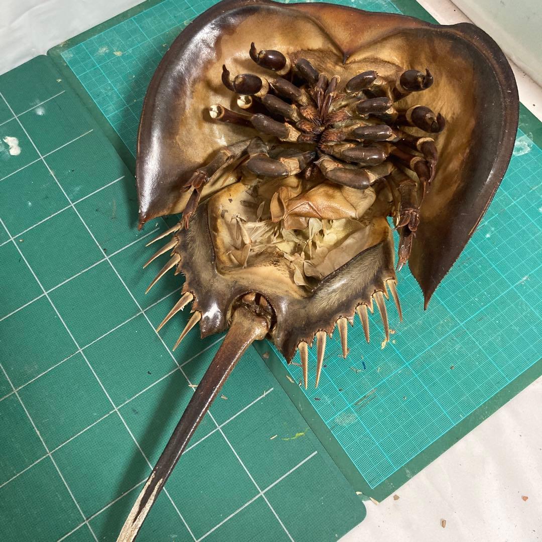 カブトガニの脱皮殻（脚あり） 標本用 インテリア置物に - メルカリ