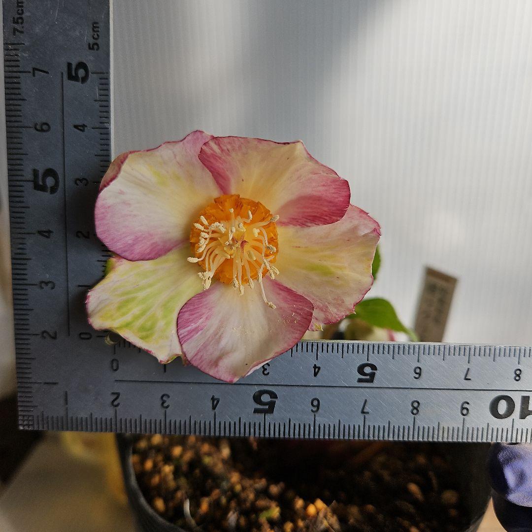 マカロンロン*様ご購入苗㉖-138クリスマスローズ