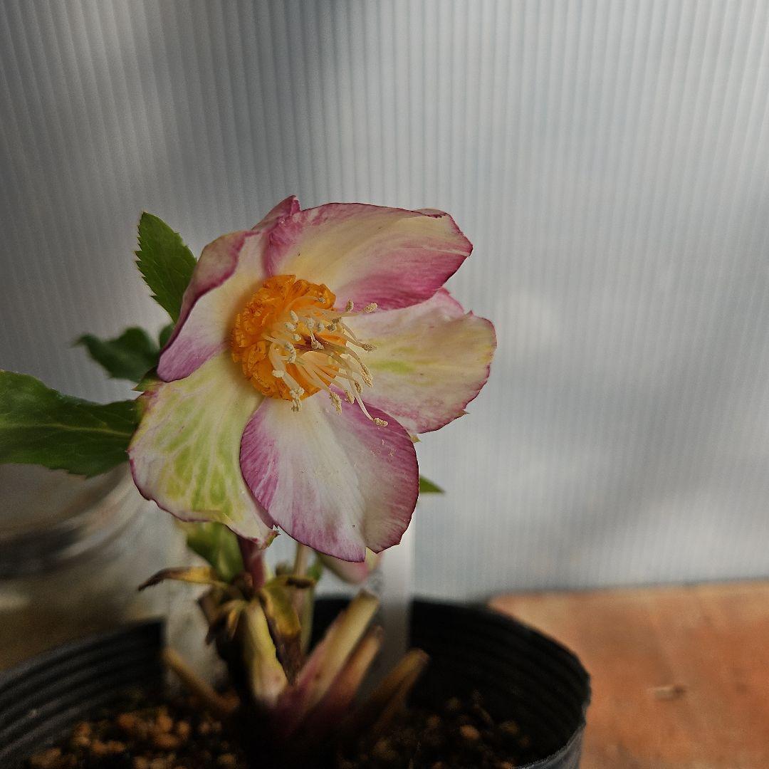 マカロンロン*様ご購入苗㉖-138クリスマスローズ