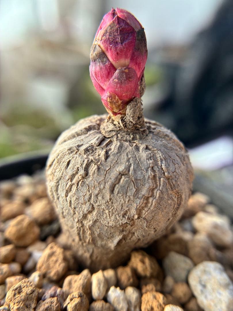 新入荷 塊根 ユーフォルビア 薔薇大戟 2.7cm 1株 - メルカリ