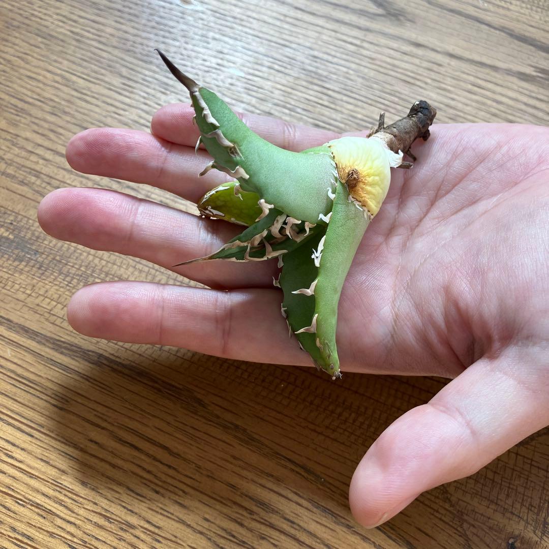 匿名配送【初売り】22 激レア　REZA産　イラン　アガベ　Griffin SP