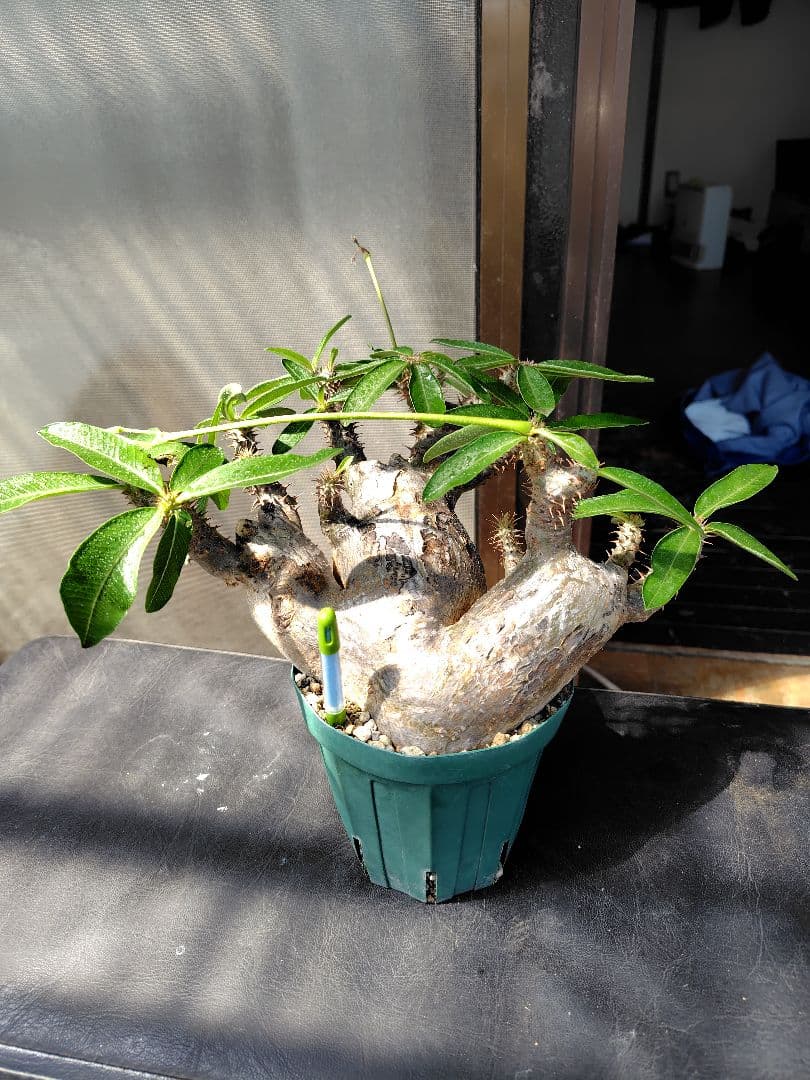 と*ん様 パキポディウム マカイエンセ