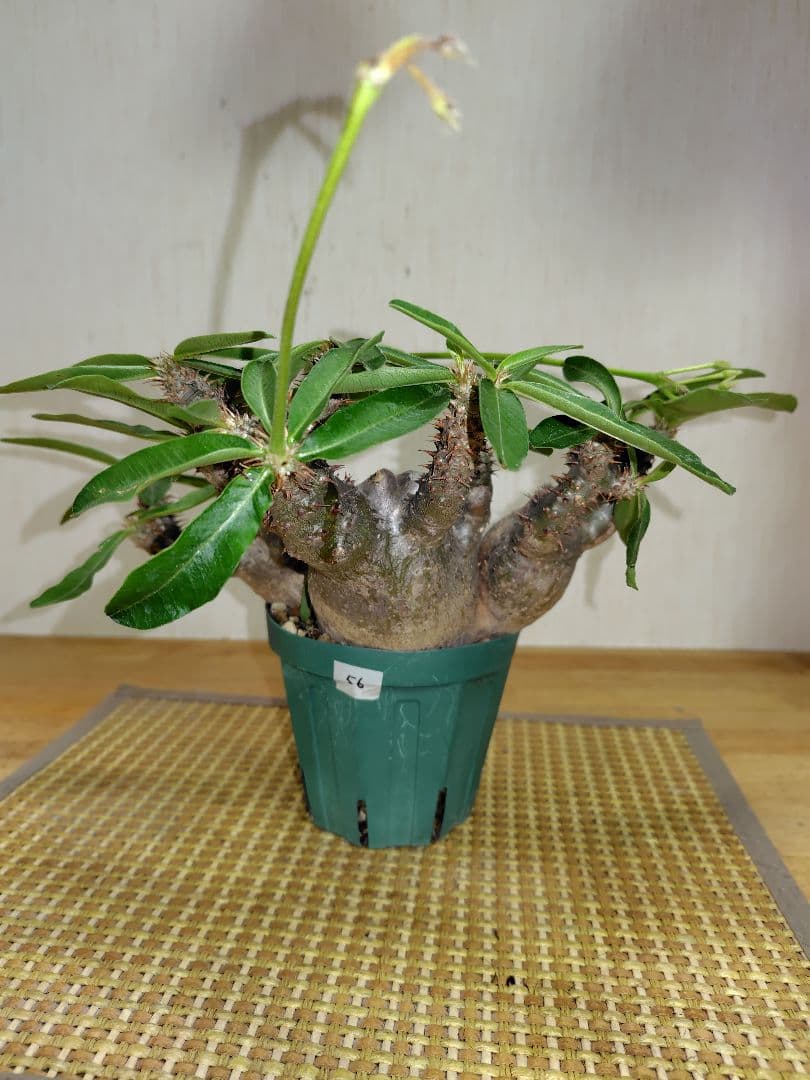 と*ん様 パキポディウム マカイエンセ