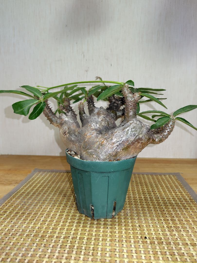 と*ん様 パキポディウム マカイエンセ