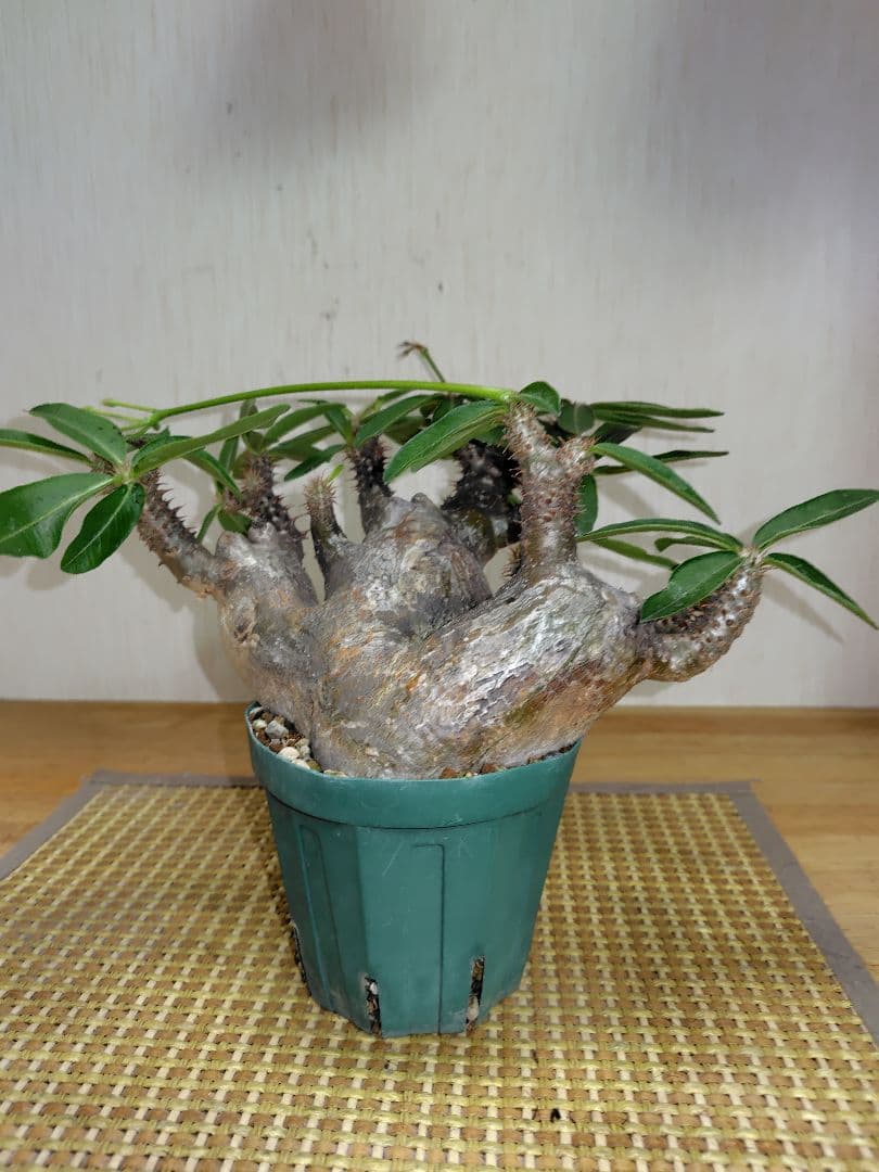 と*ん様 パキポディウム マカイエンセ