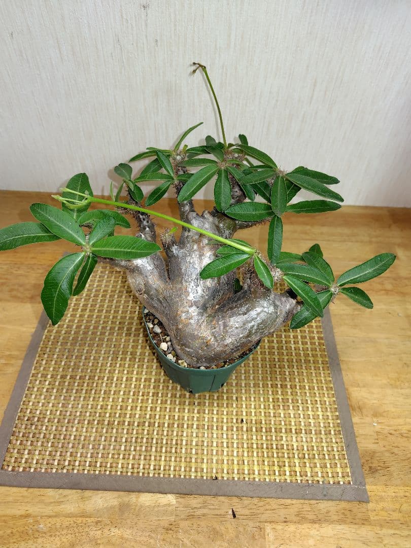 と*ん様 パキポディウム マカイエンセ