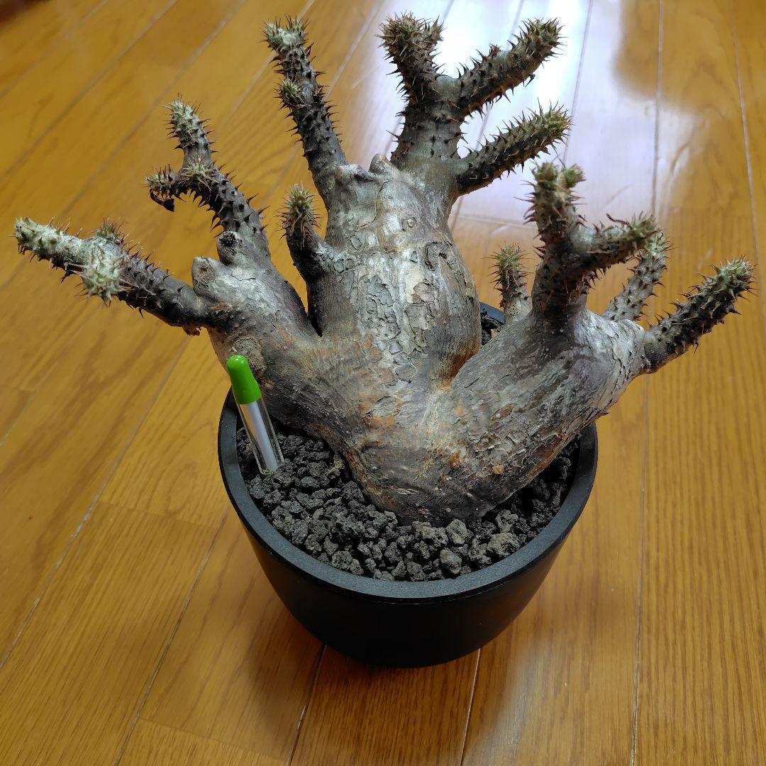 と*ん様 パキポディウム マカイエンセ