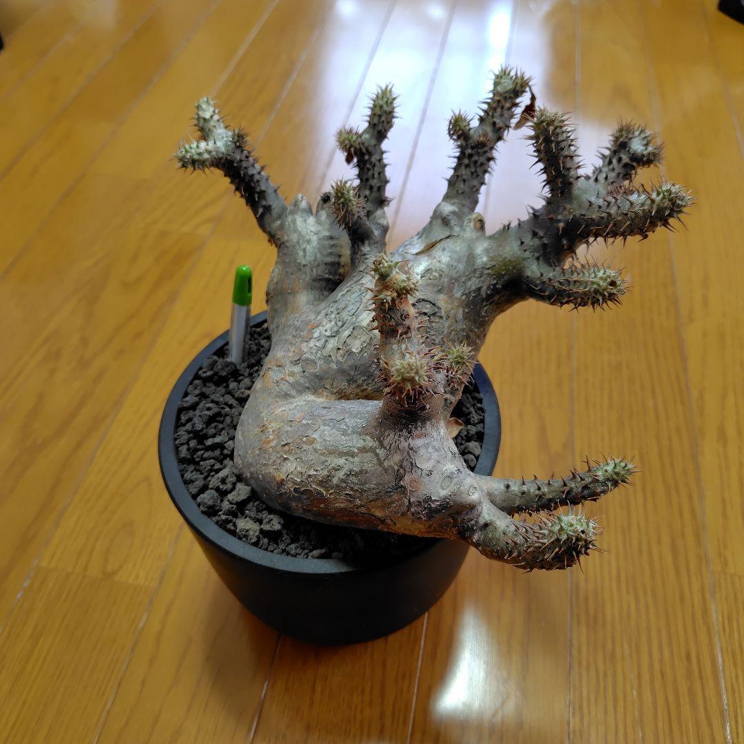 と*ん様 パキポディウム マカイエンセ