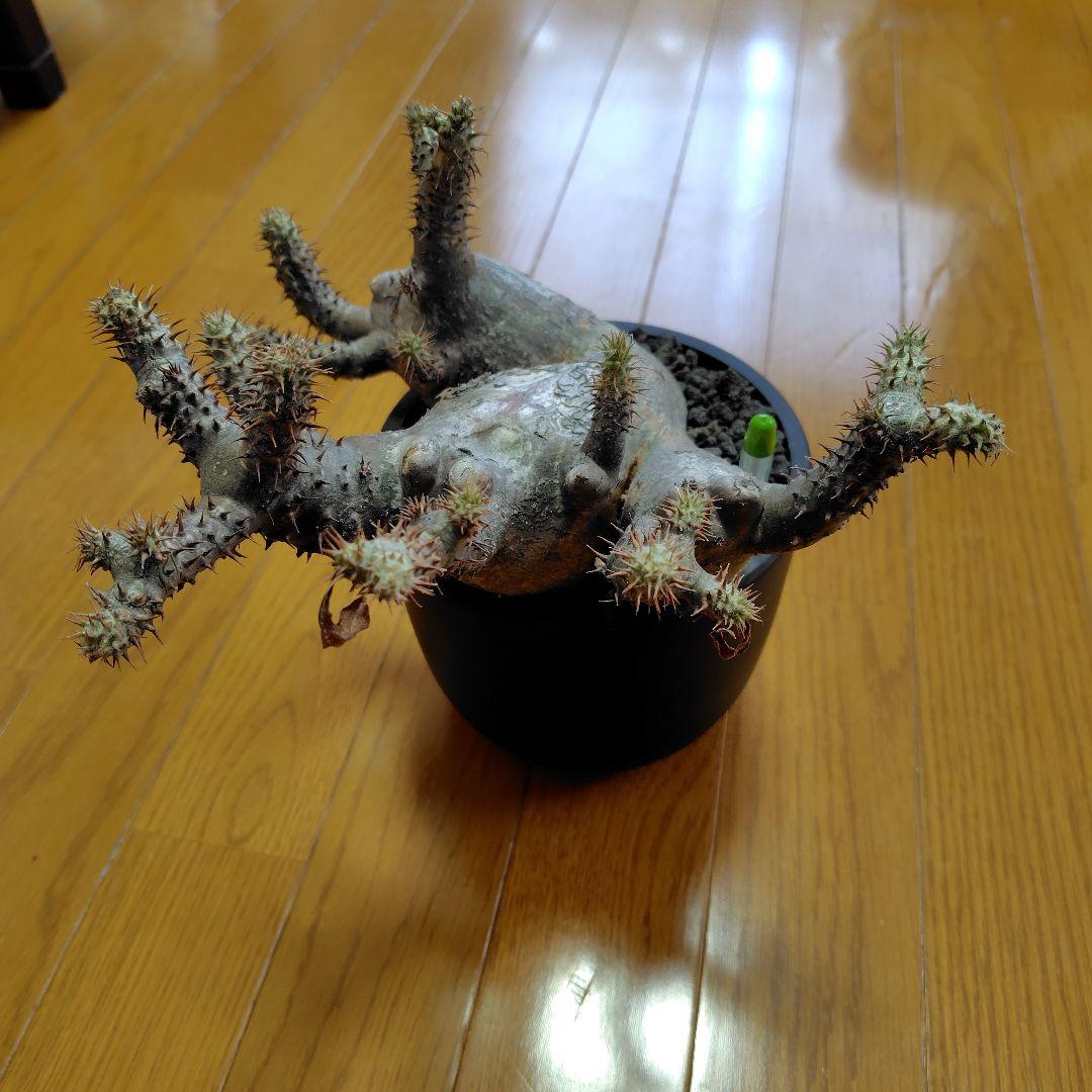 と*ん様 パキポディウム マカイエンセ